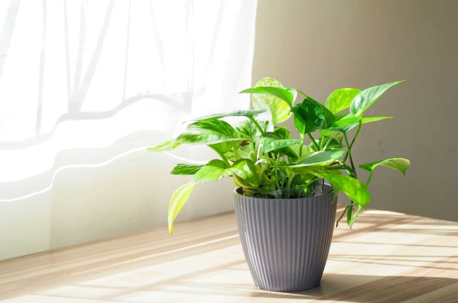 golden pothos plant near the window