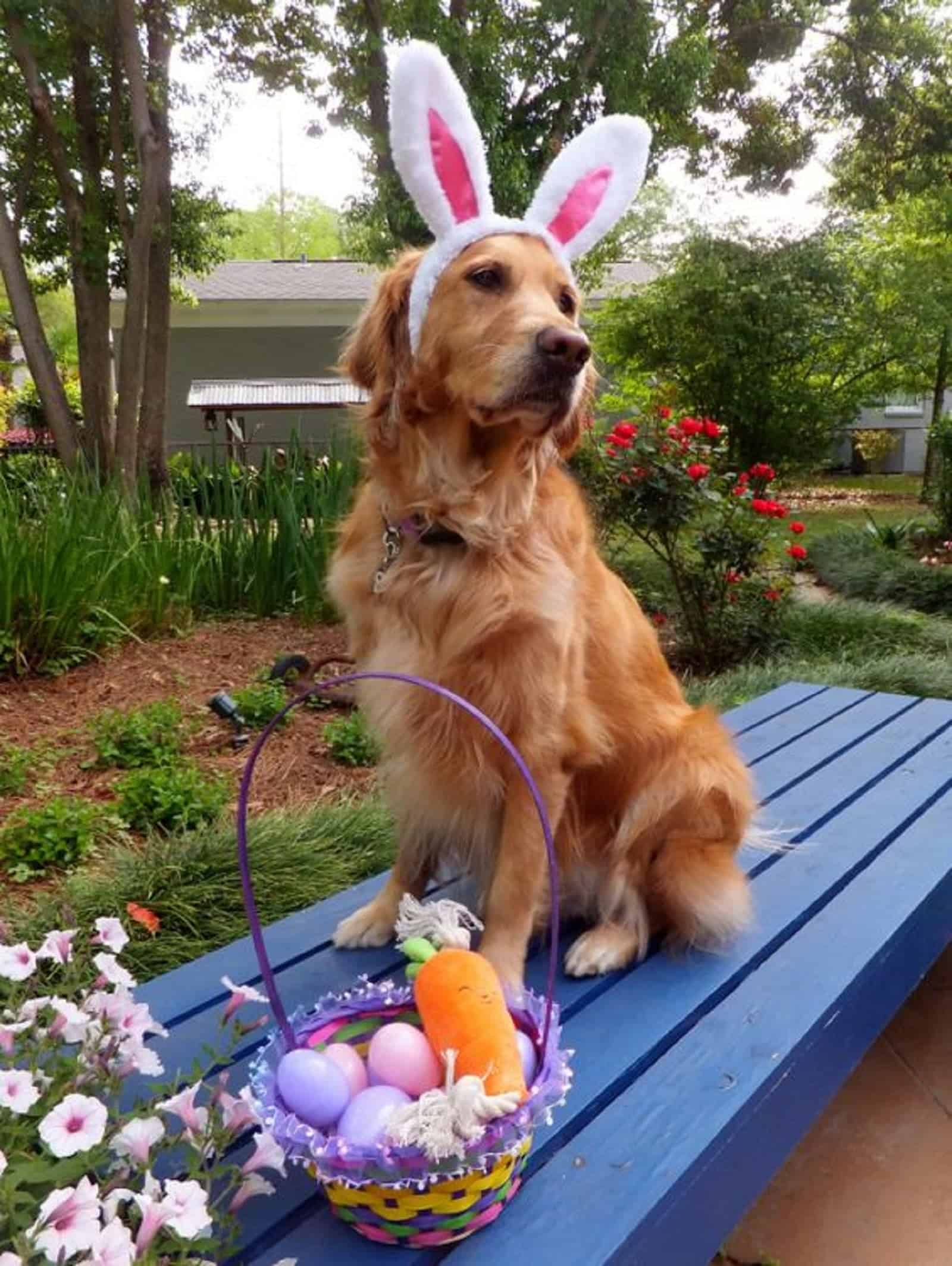 golden retriever as easter bunny sitting near the egg basket