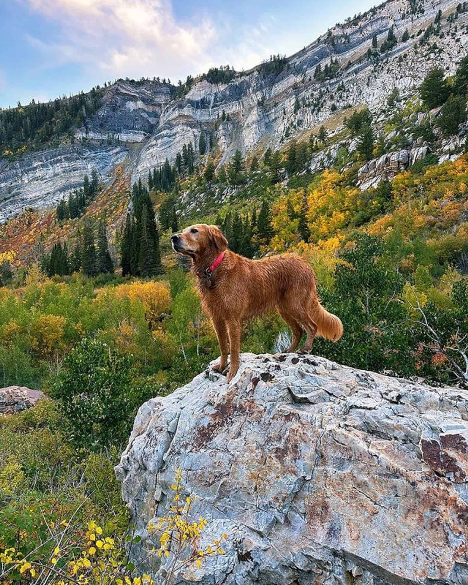 golden retriever dog standing on the rock