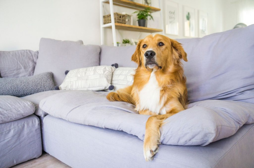golden retriever lying down on the couch in a cosy home