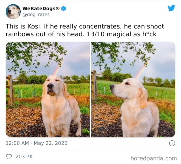 golden retriever with rainbow behind him