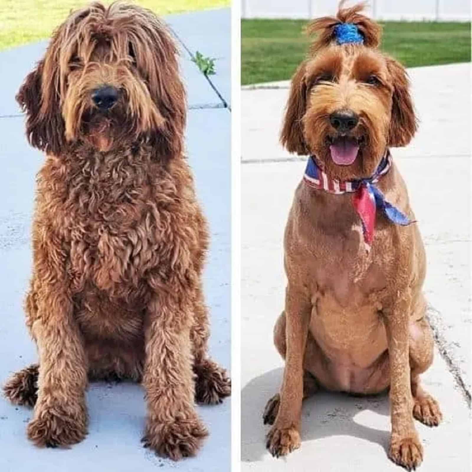 goldendoodle dog before and after haircut