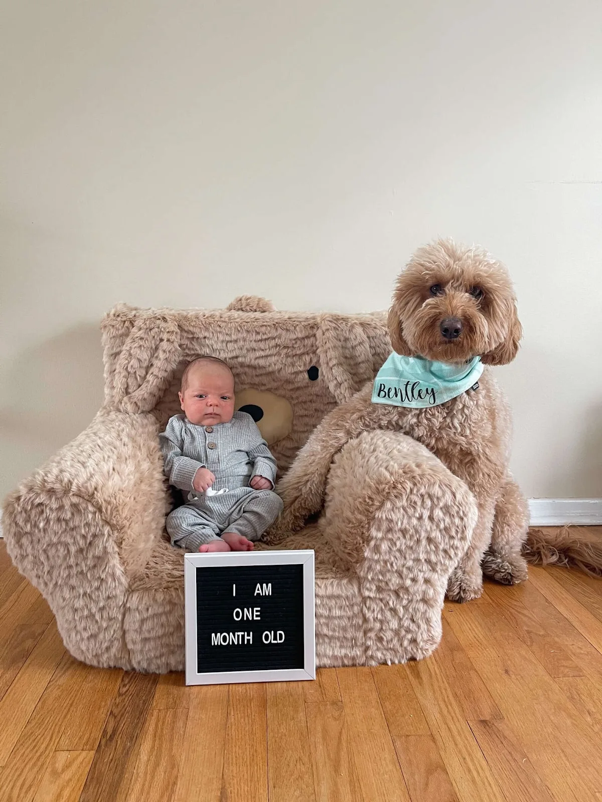 goldendoodle sitting with baby in chair