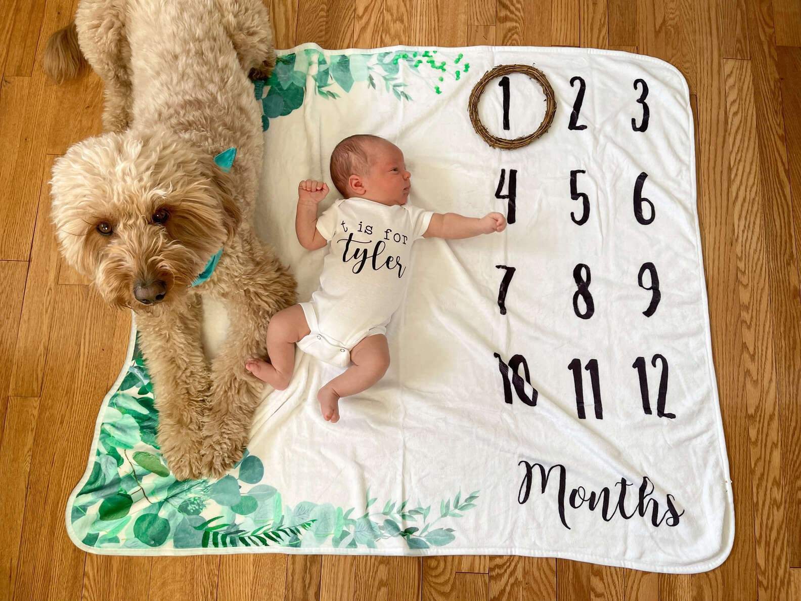 goldendoodle with baby on a sheet with months