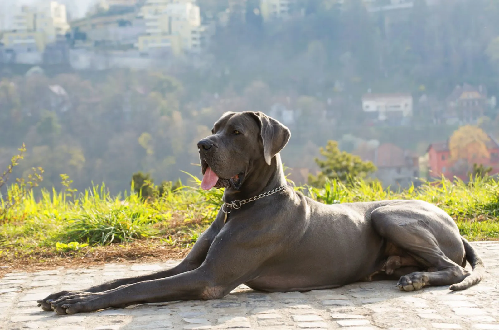 great dane dog lying on the concrete