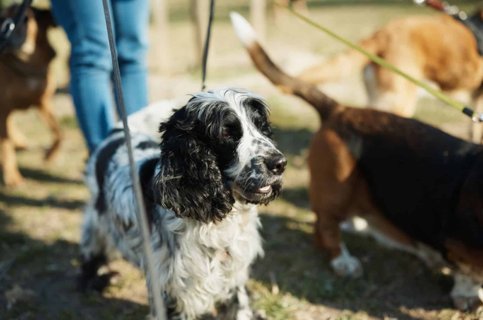 group of dogs walking in nature