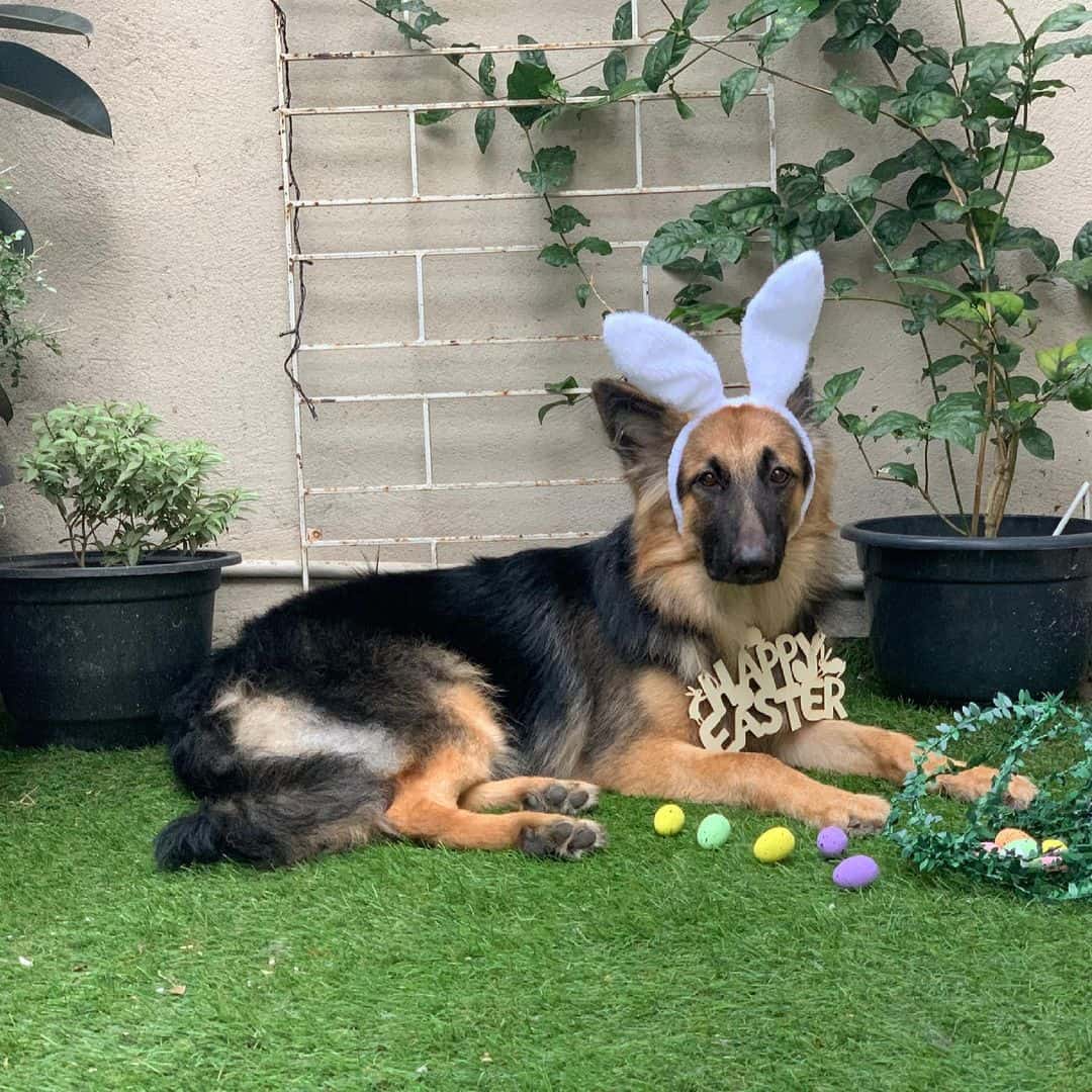 gsd poses with bunny ears in backyard