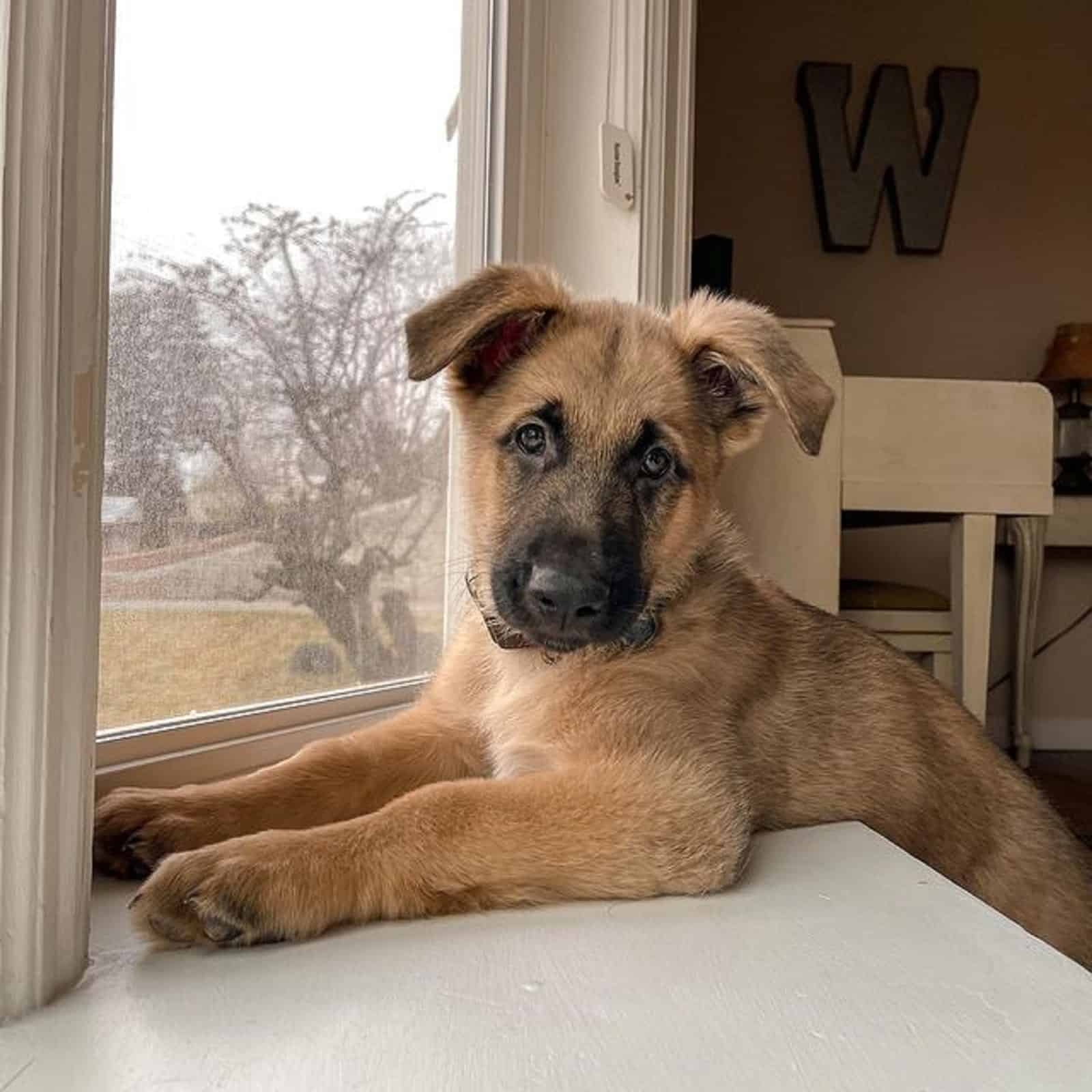 gsd puppy leaning on window sill