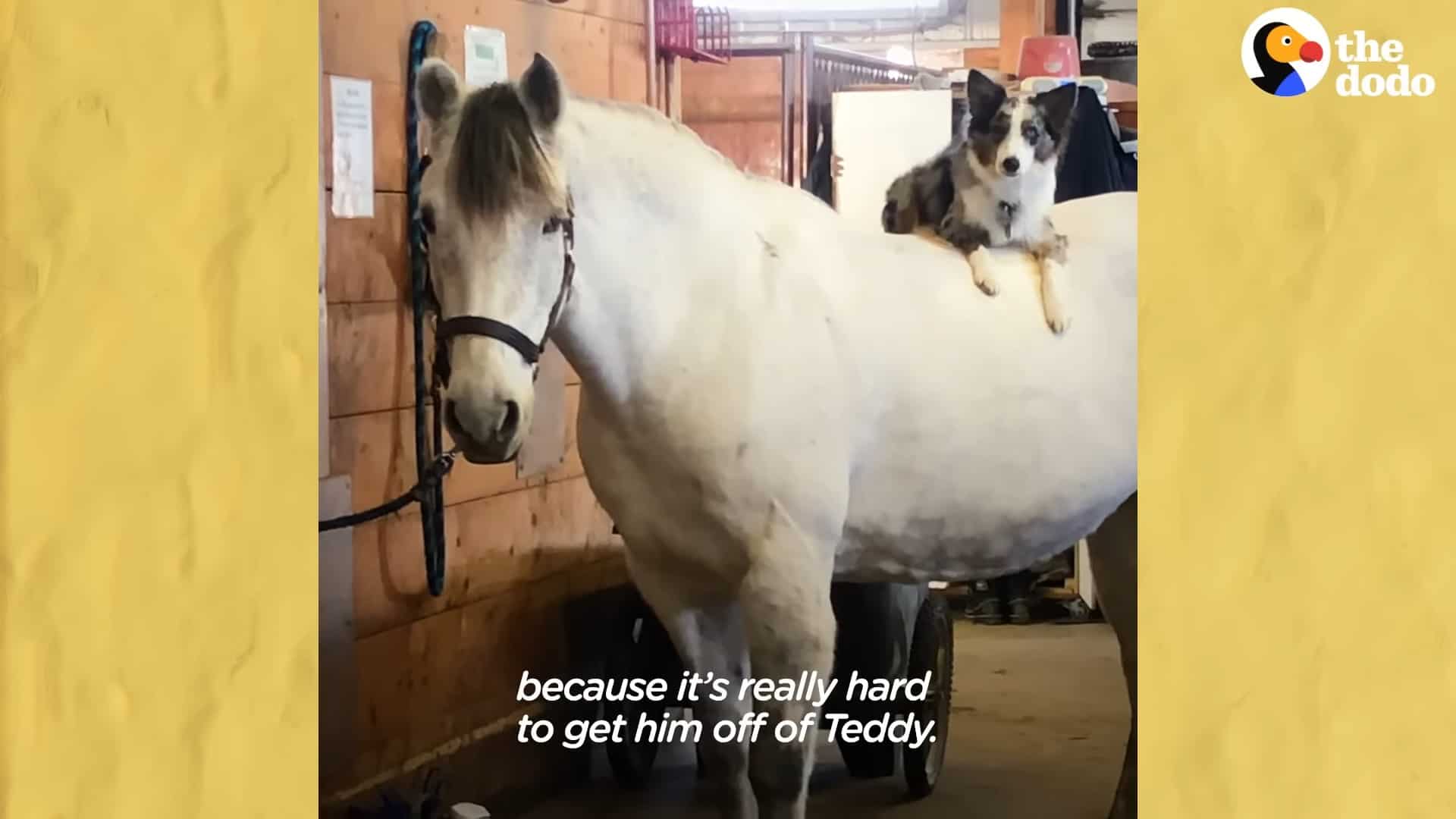 gsd standing on horse's back