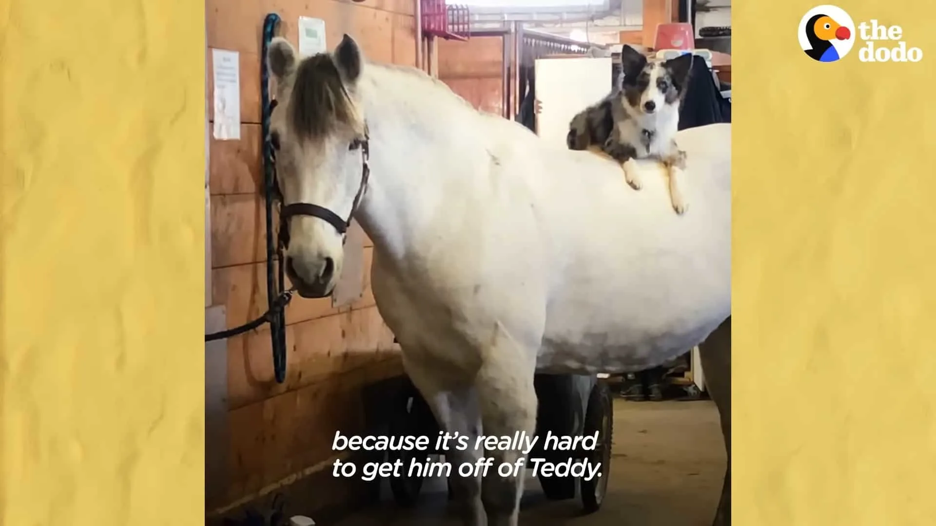 gsd standing on horse's back