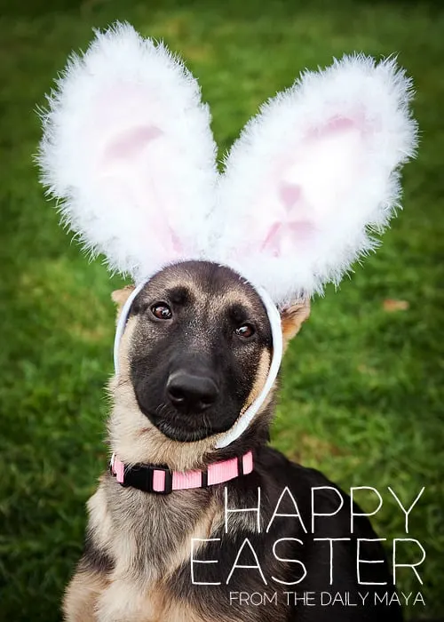 gsd with fluffy bunny easter ears
