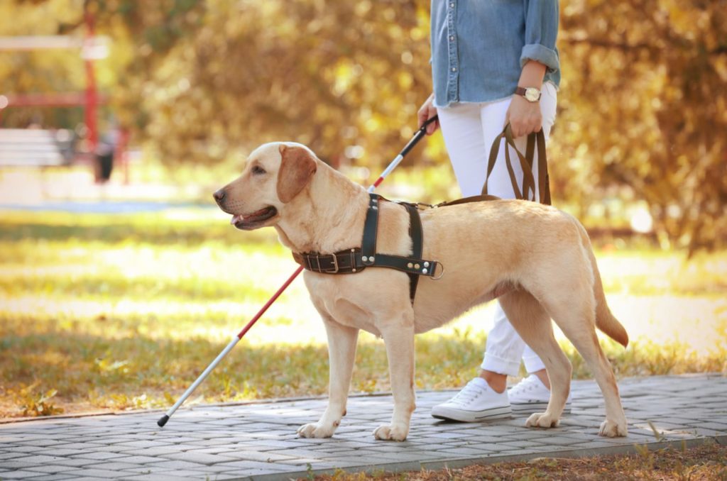 guide dog helping blind woman in the park