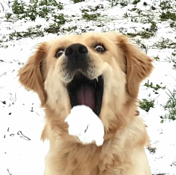 happy dog playing with snow