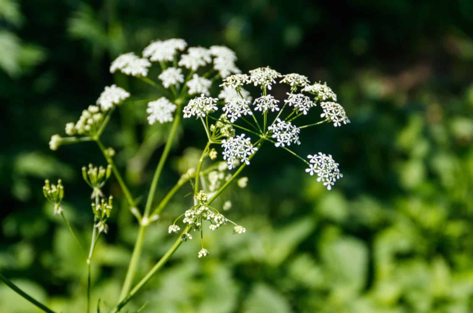 hemlock plant on a meadow