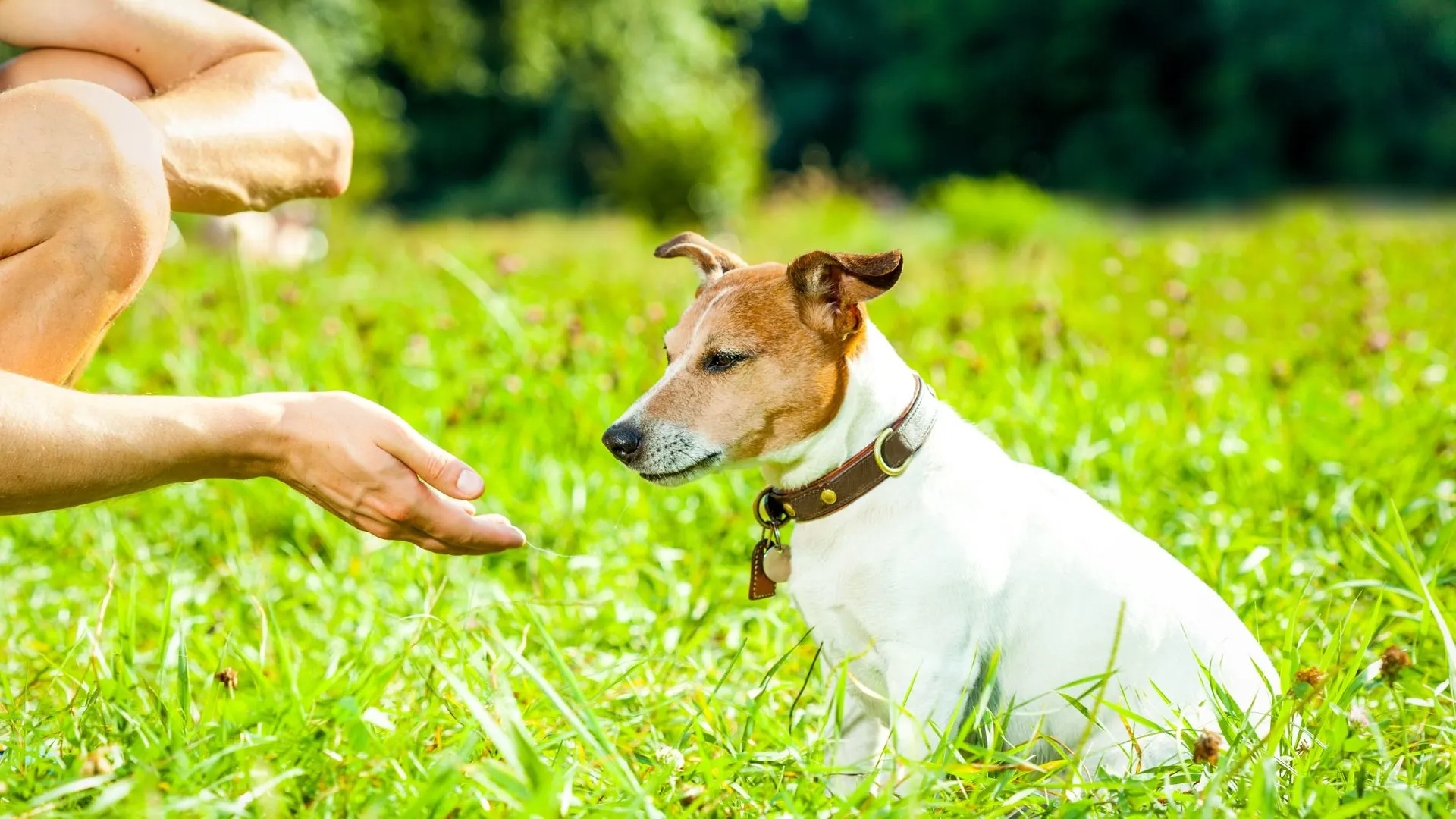 dog in nature looking at the owner's hand