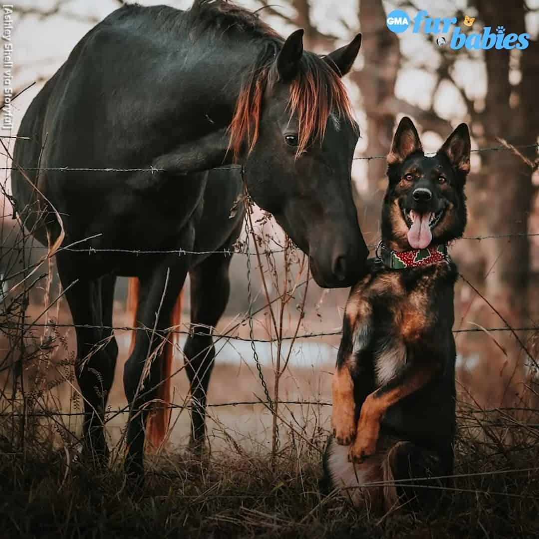 horse and german shepherd posing together for a photo