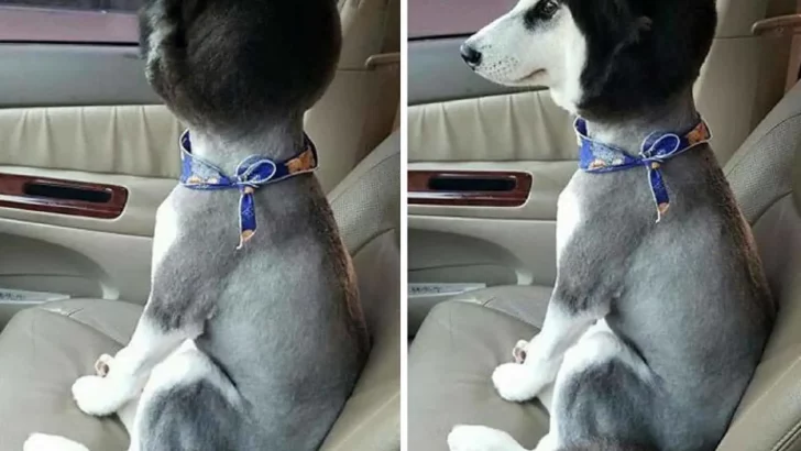 13 Dogs Before And After Haircuts That Are Simply Hilarious