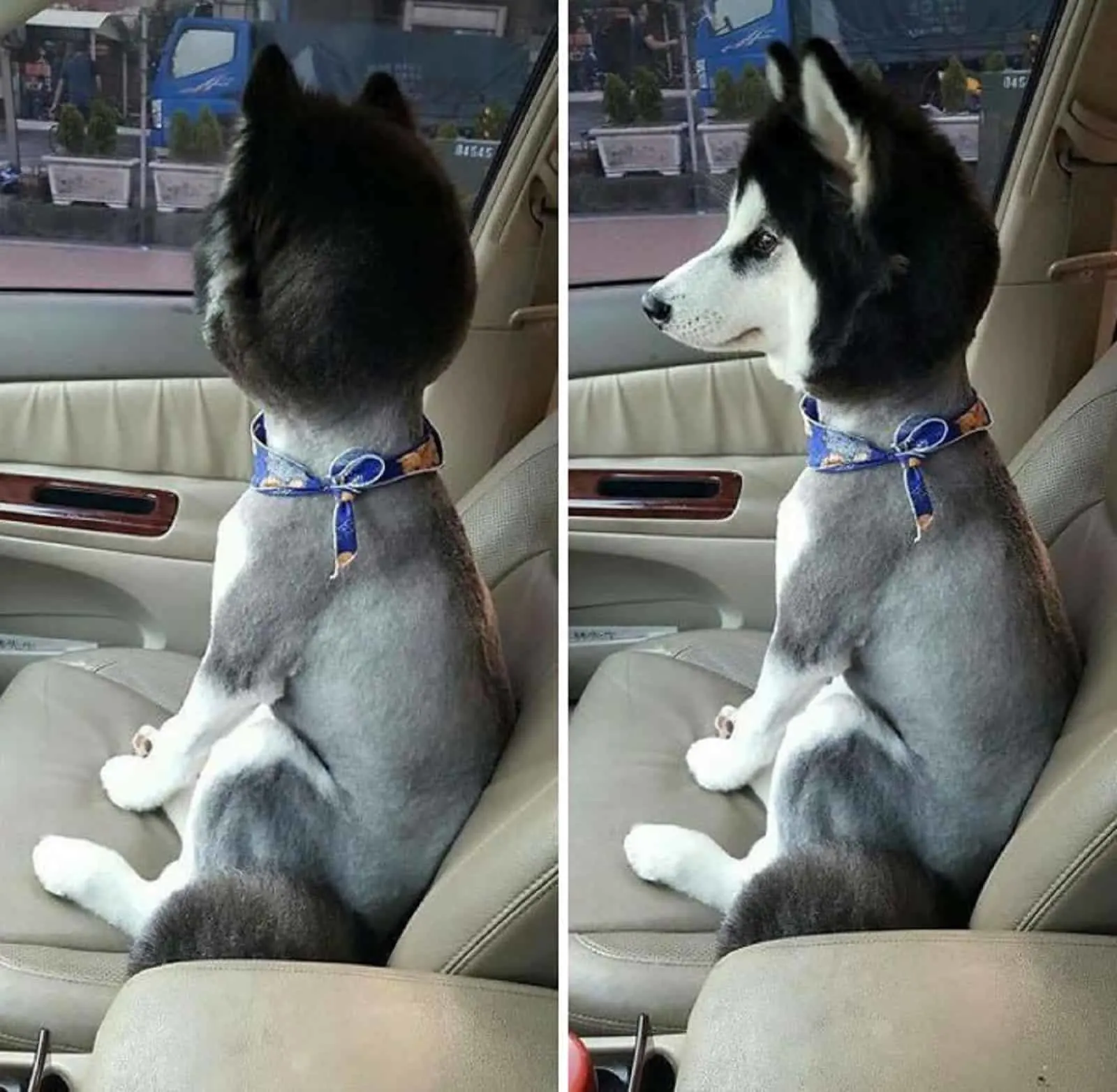 husky dog with bad haircut
