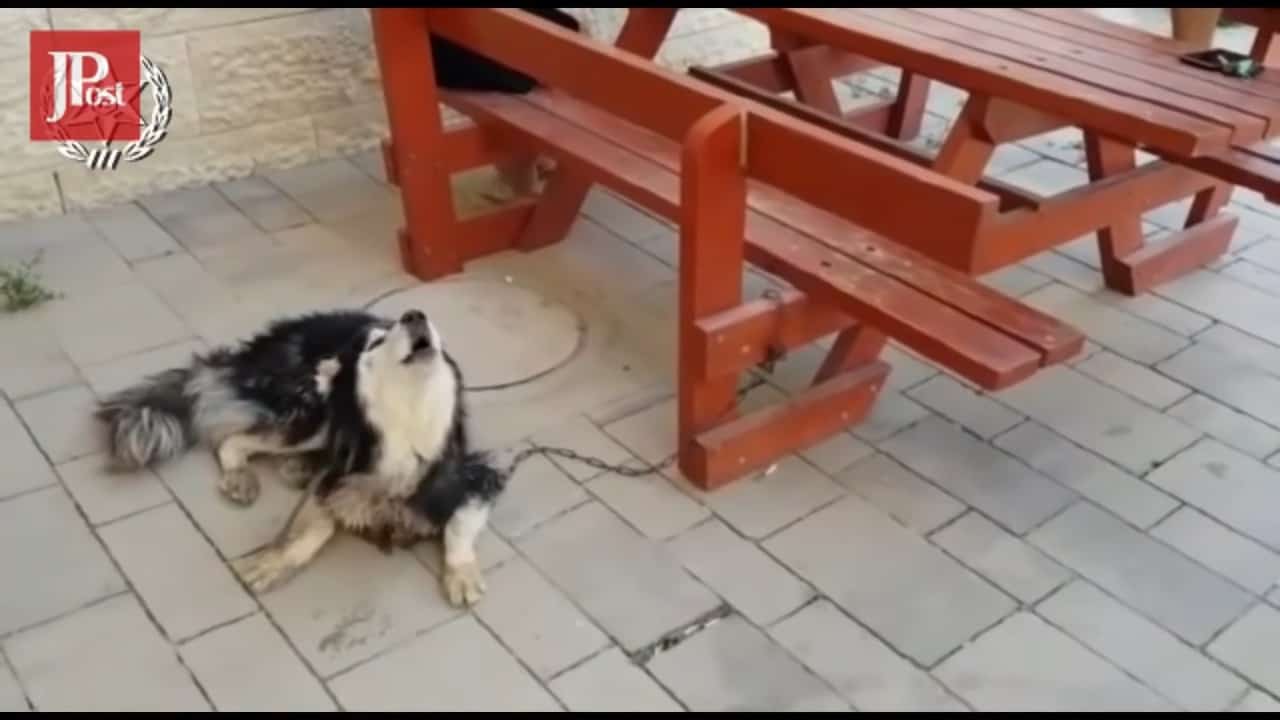 husky howling outdoor