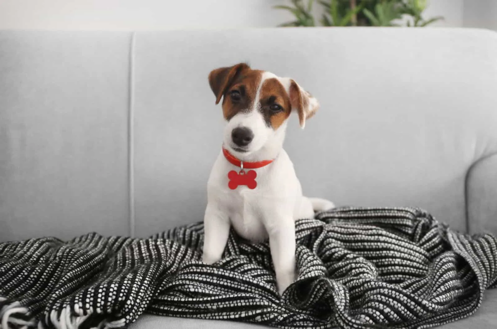 jack russel terrier puppy sitting on the couch