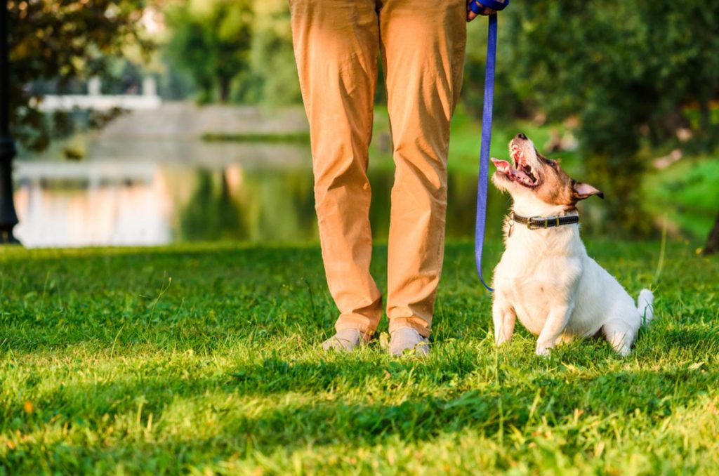 jack russell terrier on a leash standing beside his owner