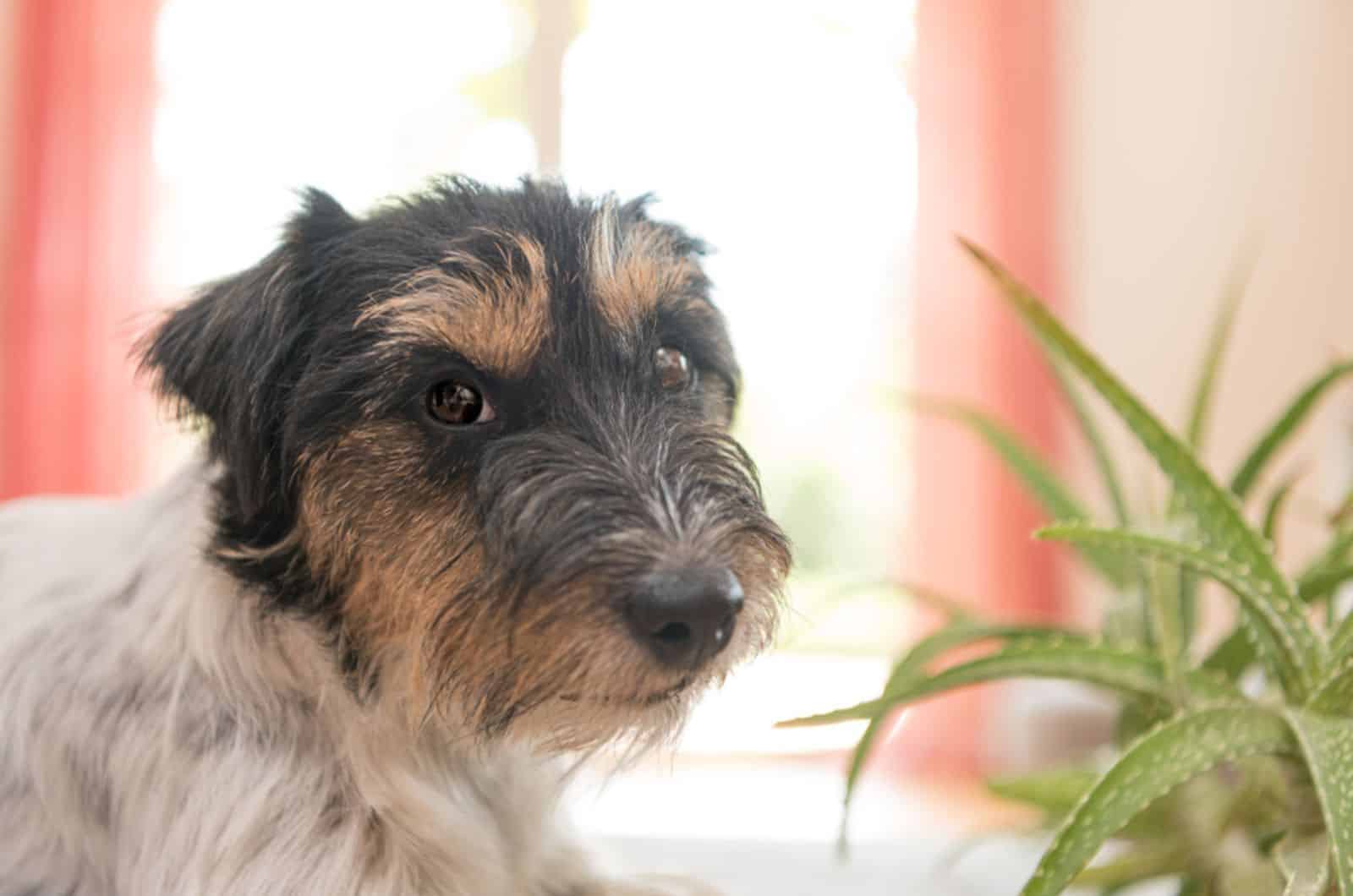 jack russell terrier sitting beside aloe vera plant in an apartment