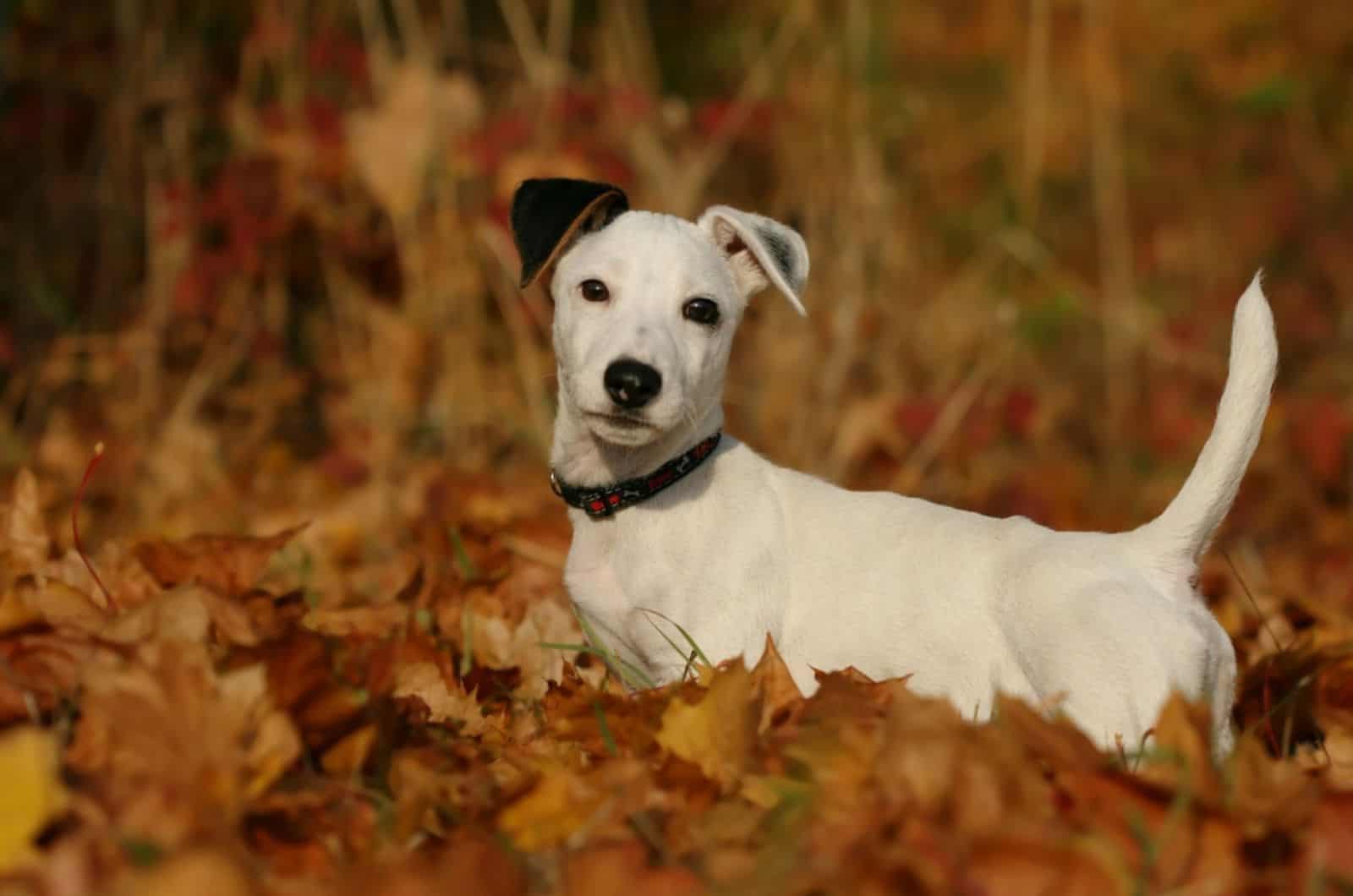 jack russell terrier playing in fallen leaves