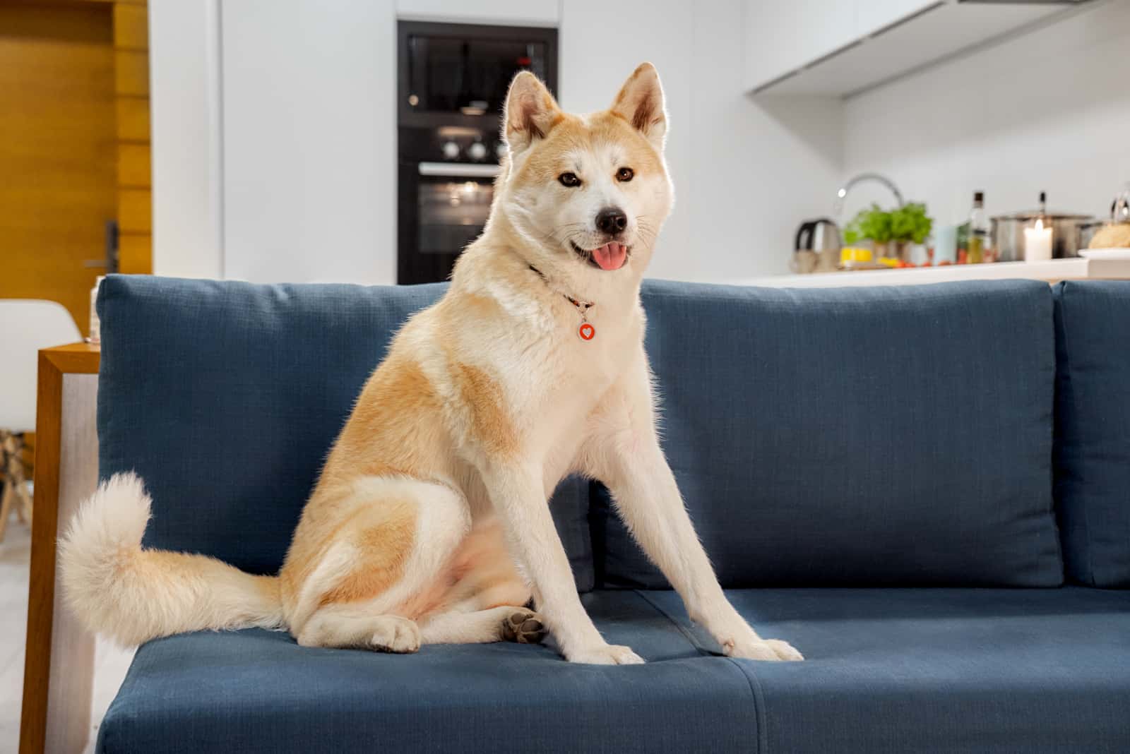 japanese akita sitting on a couch
