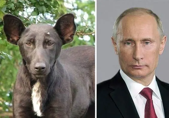 jimmy joe what does he look like a dog