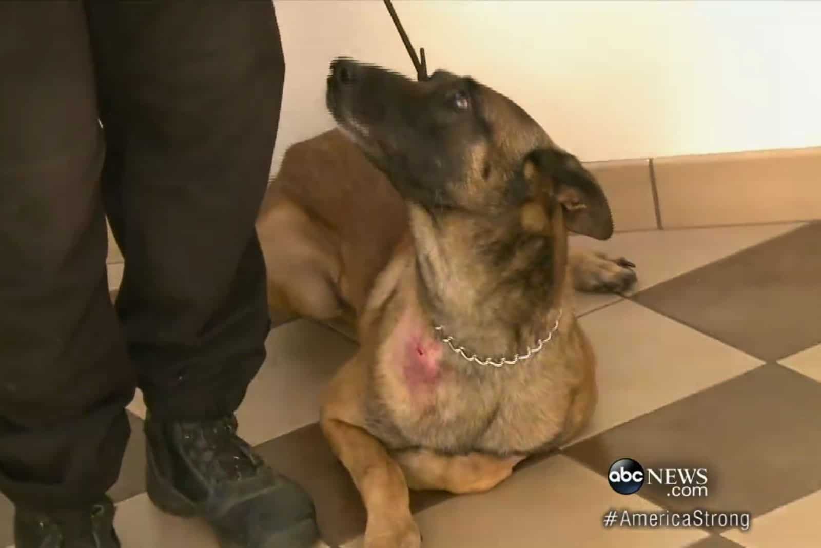 k9 dog with wound on chest