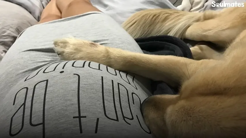 la pata de un perro en el vientre de una embarazada