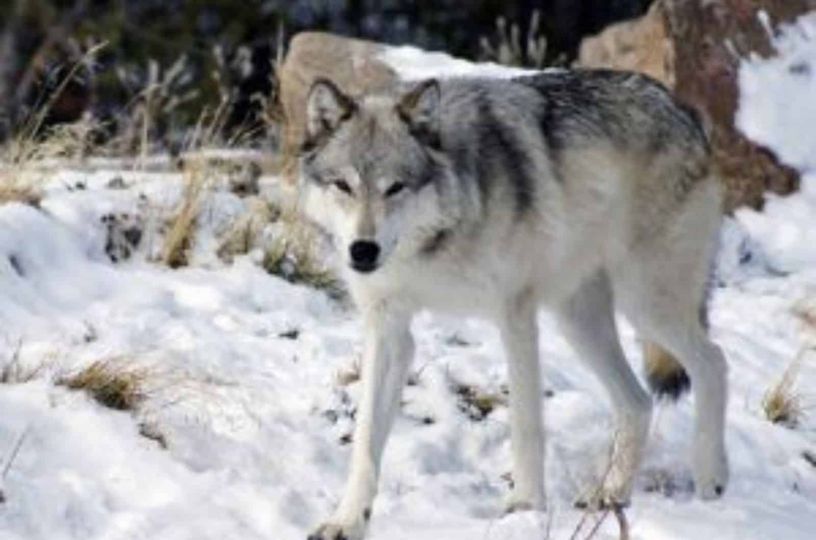 kugsha dog walking in the snow