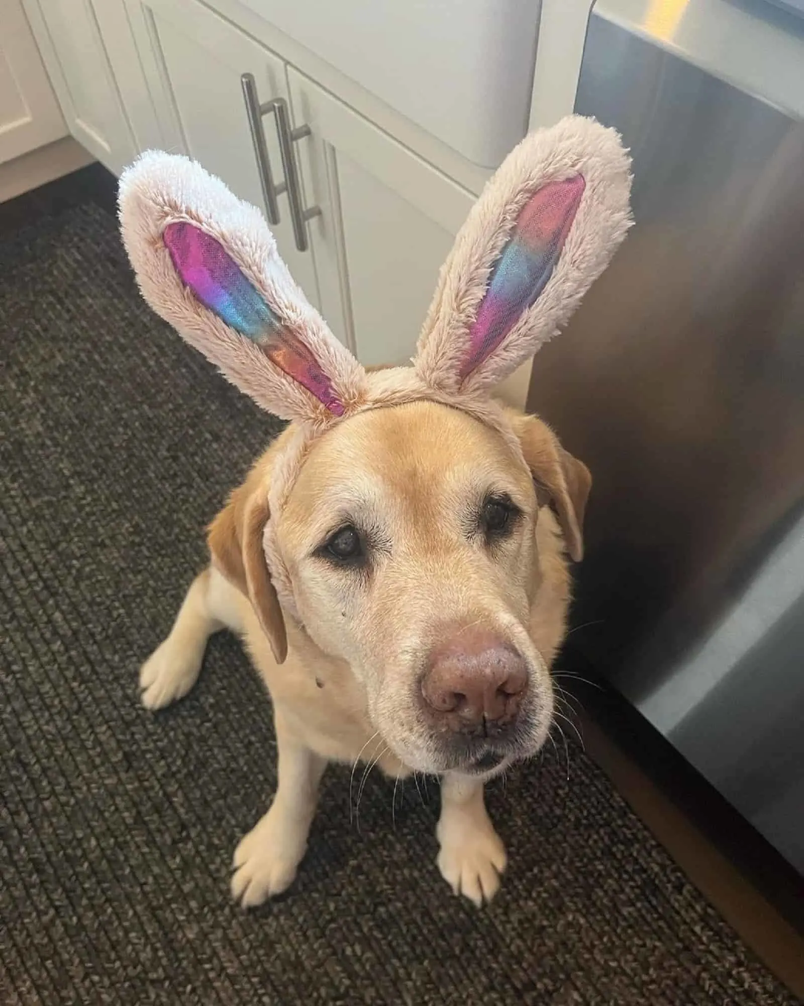 labrador wearing bunny ears sitting in the kitchen