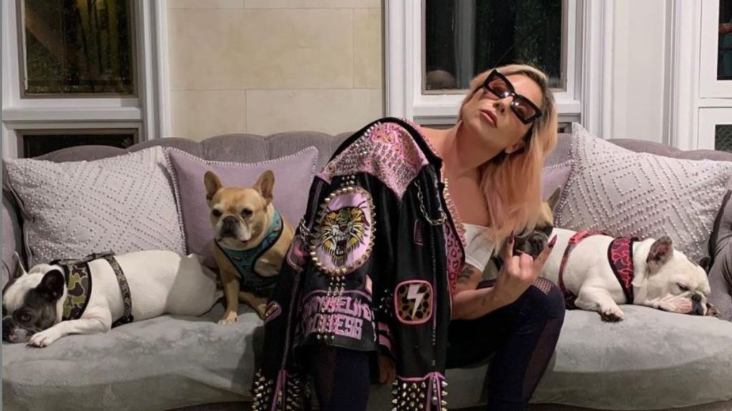 lady gaga with her french bulldogs