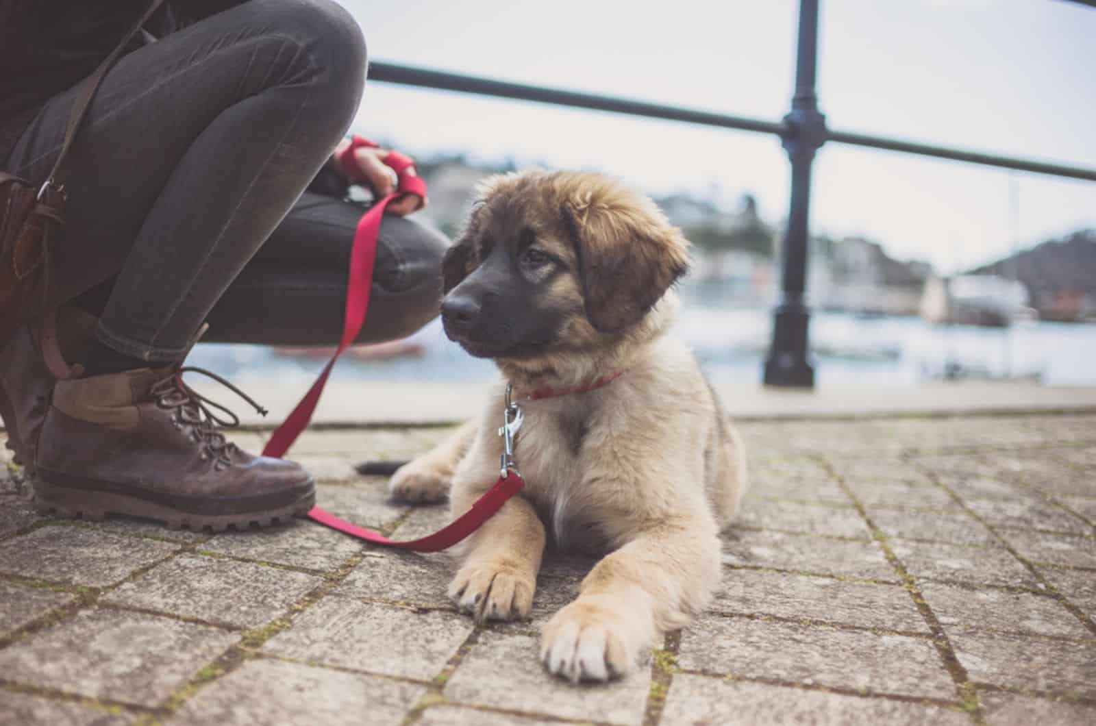 leonberger puppy on a leach and it's owner by the harbour