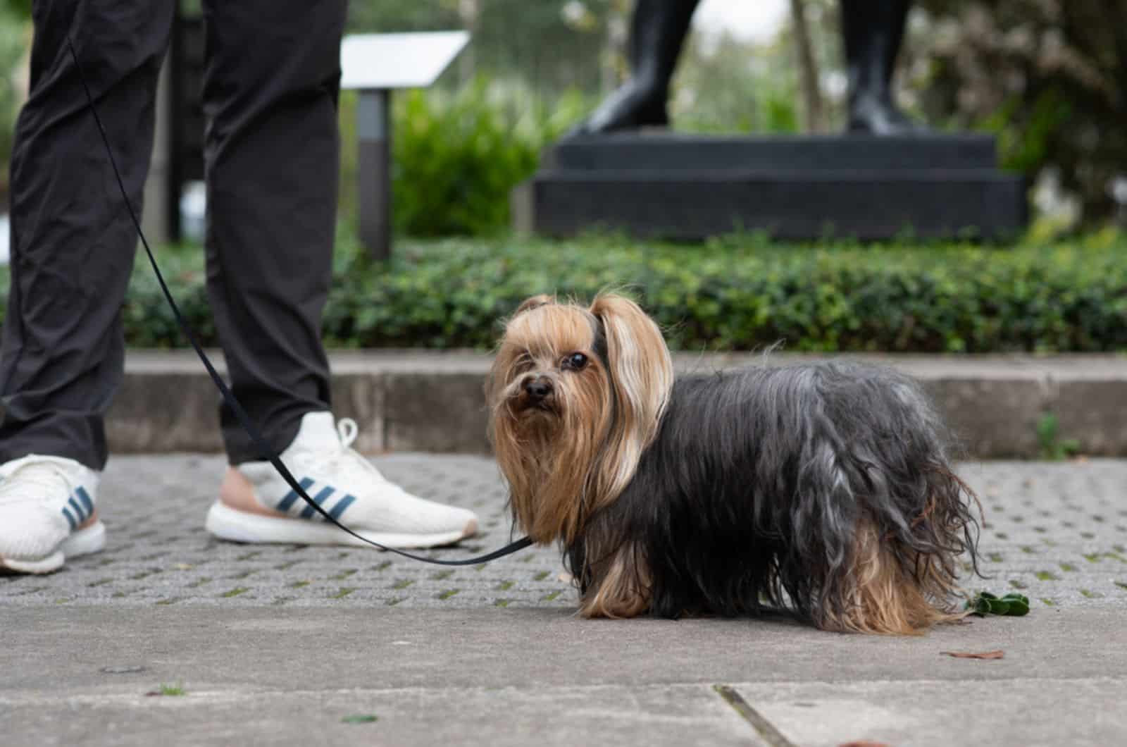 lhasa apso on a leash walking with owner