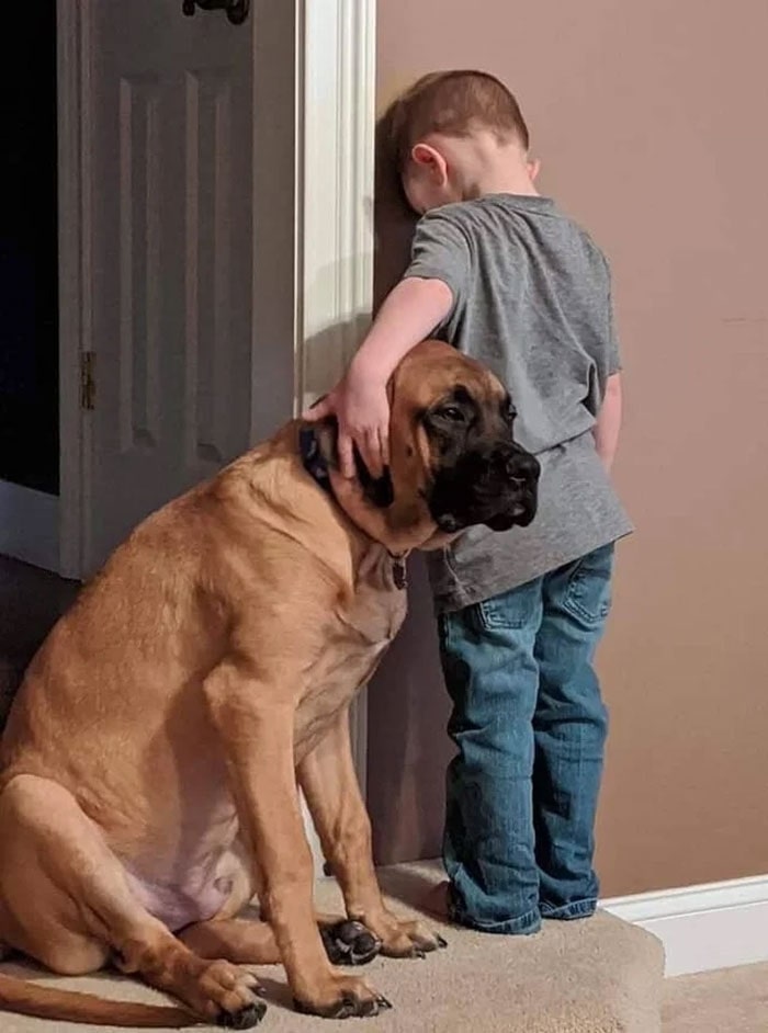 little boy with hand on big dog's head
