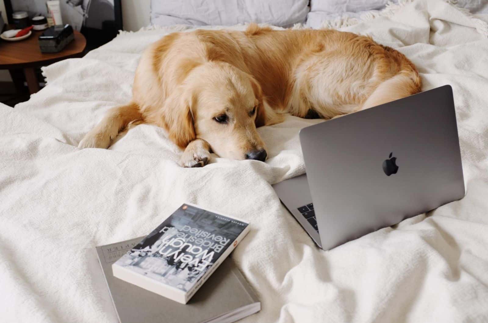 lonely dog lying on the bed and looking at lap top