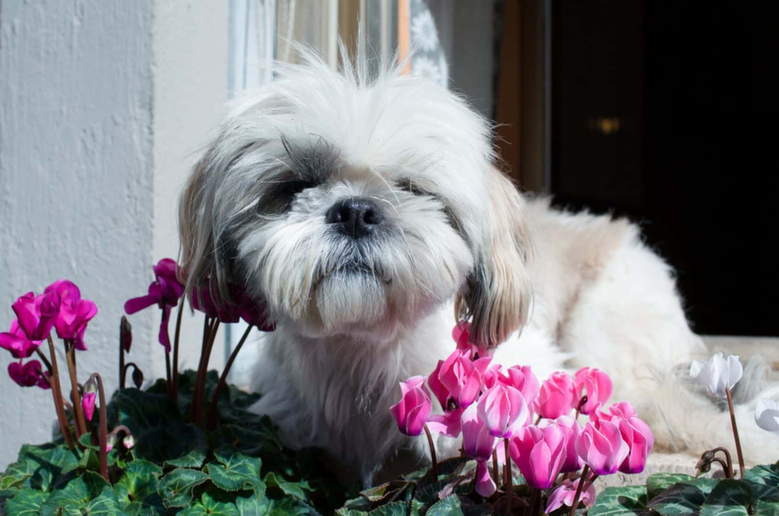 long hair havanese dog lying beside cyclamen flowers on a balcony