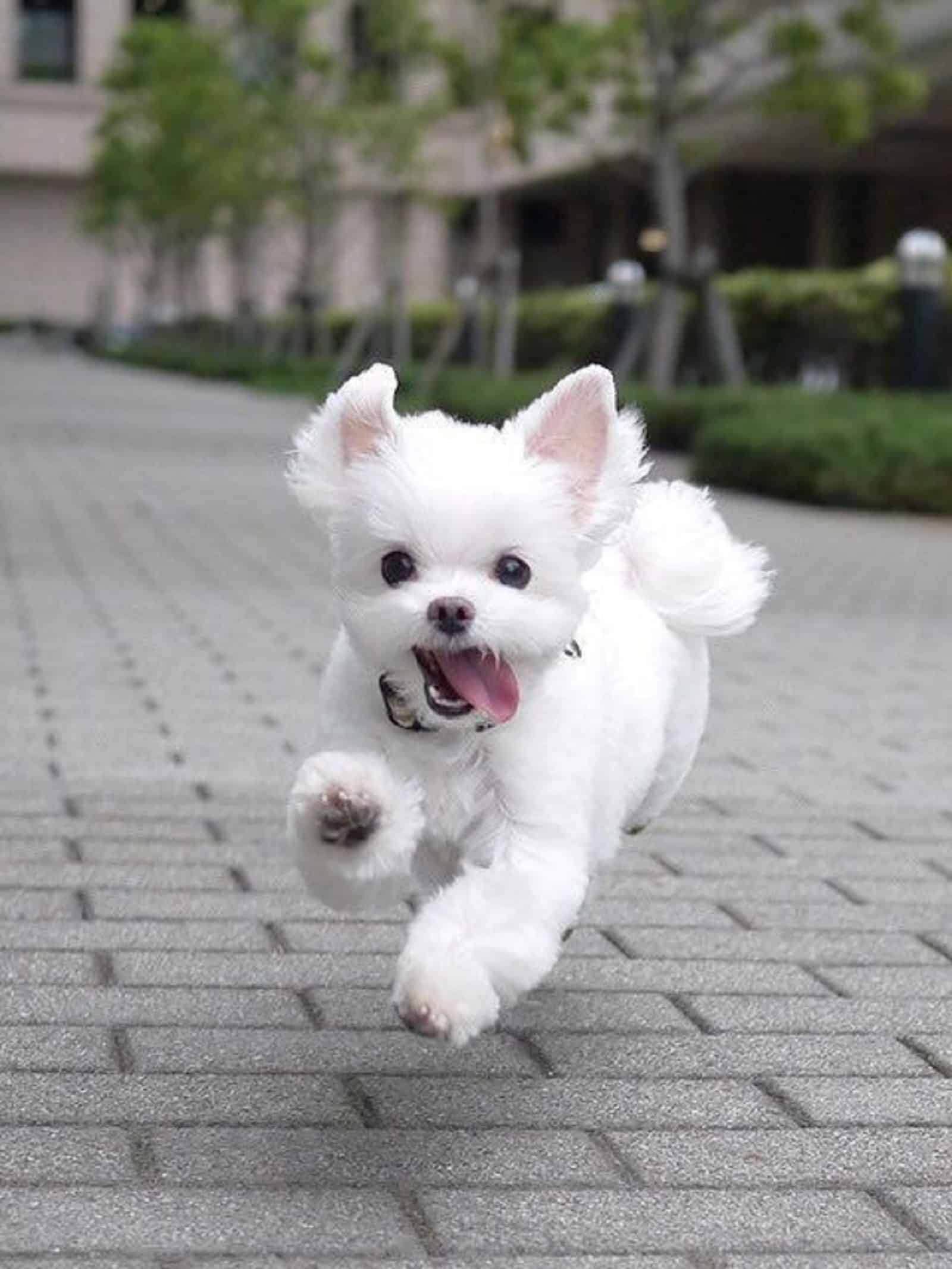 maltese dog running