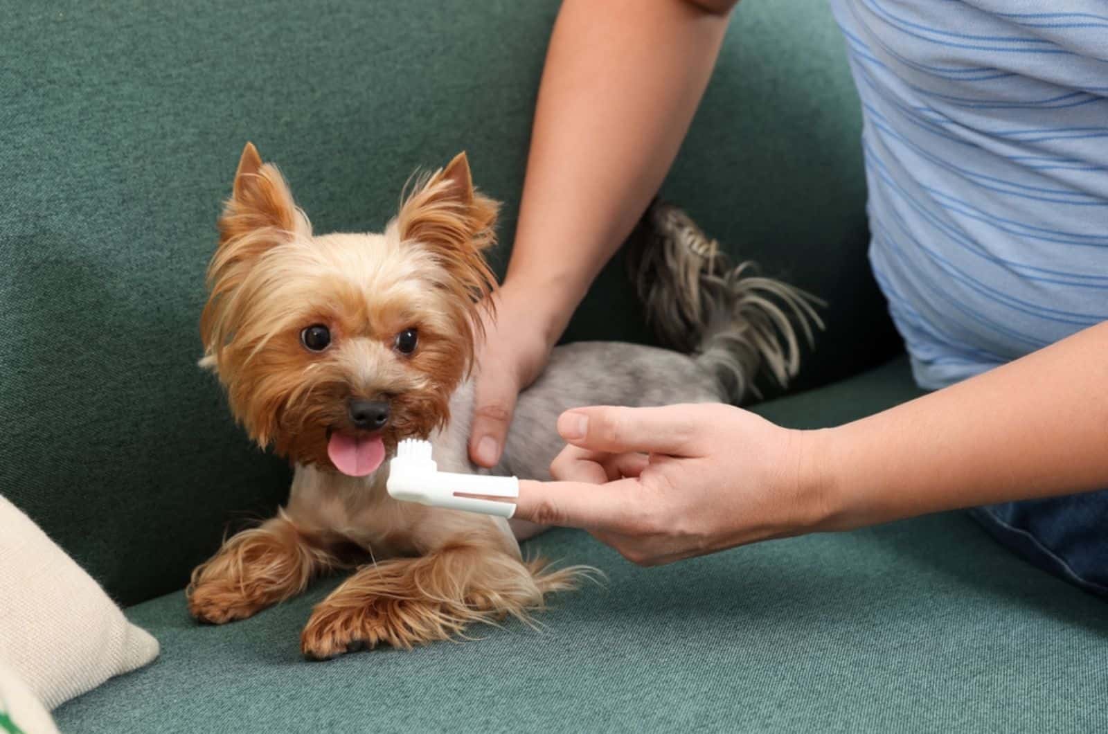 man brushing dog's teeth on the couch