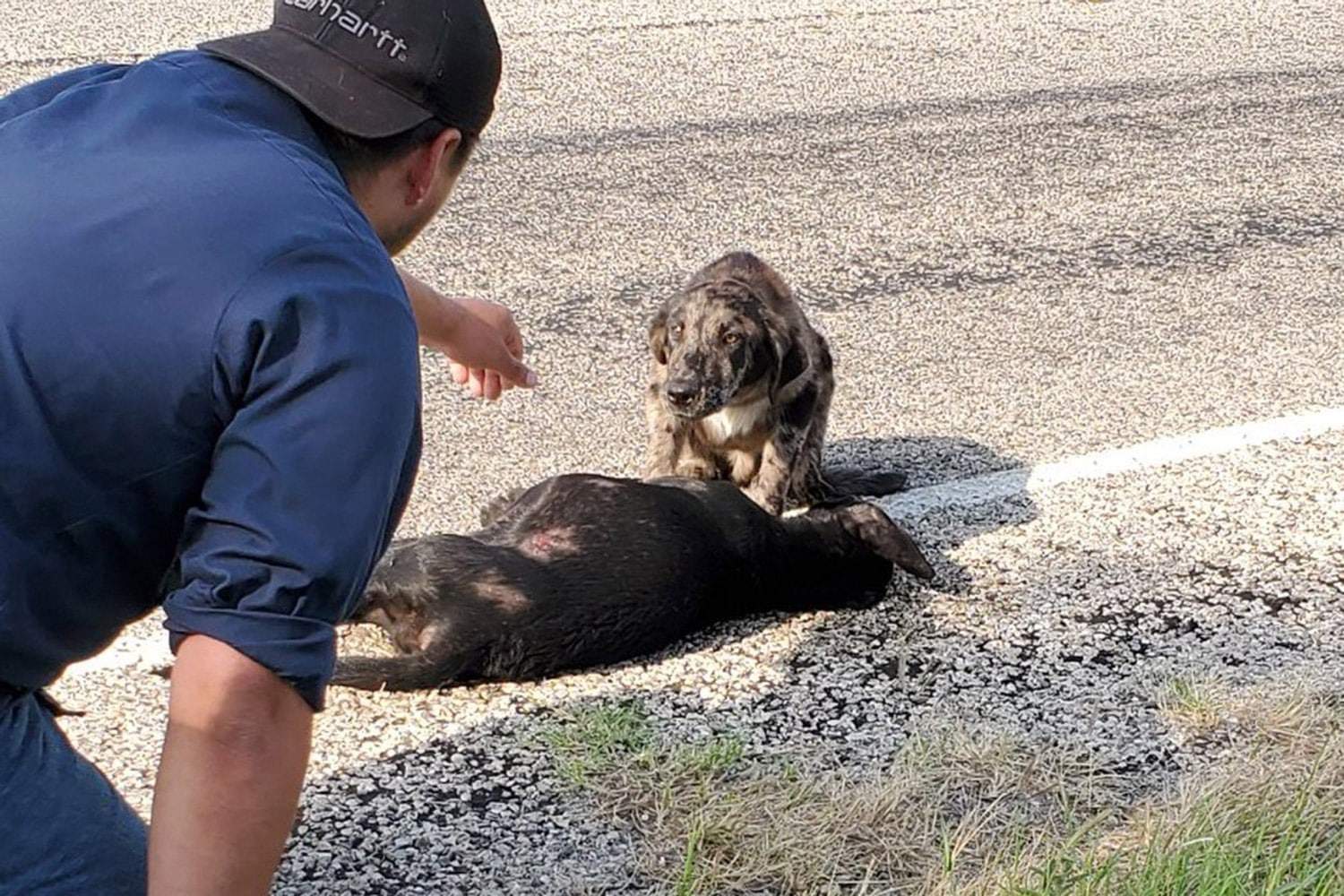 man calling a dog by the dogs dead body