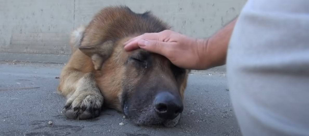 man cuddling dog