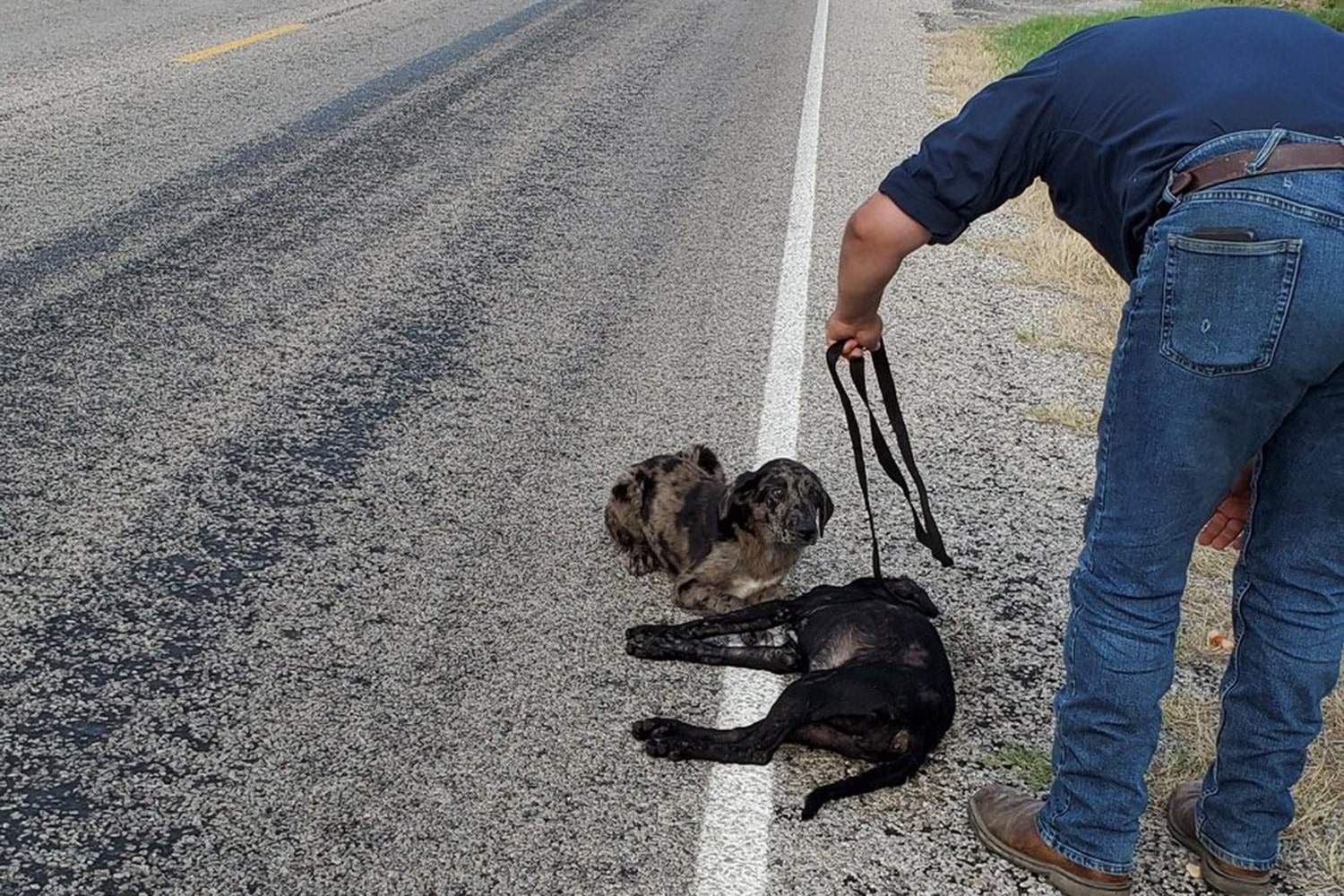 man pulling dead dogs body off the road