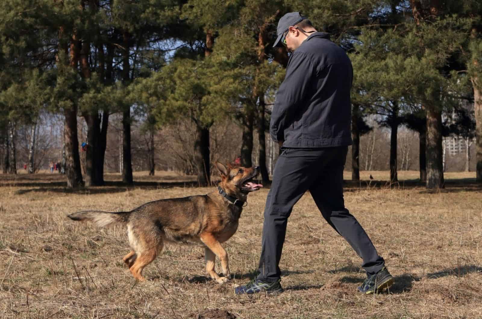 man trains german shepherd in the park