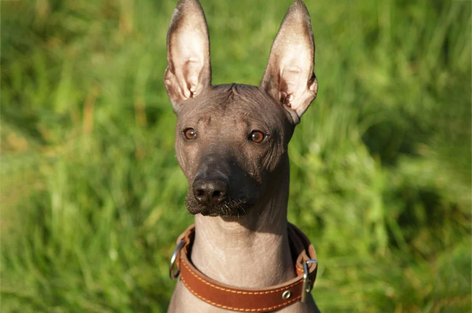 mexican hairless xoloitzcuintli dog in nature