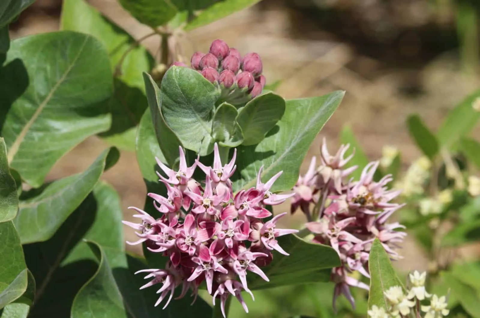 milkweed plant on a meadow