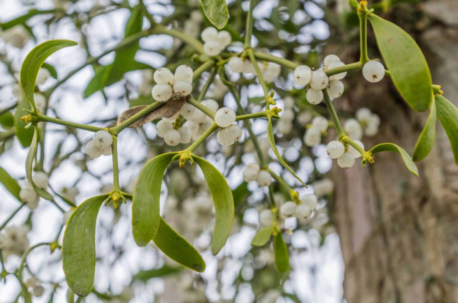 mistletoe with white berries growing on a tree