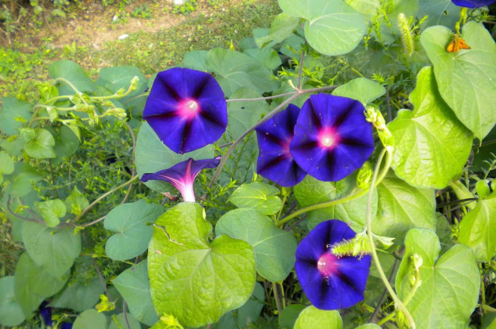 morning glory in garden