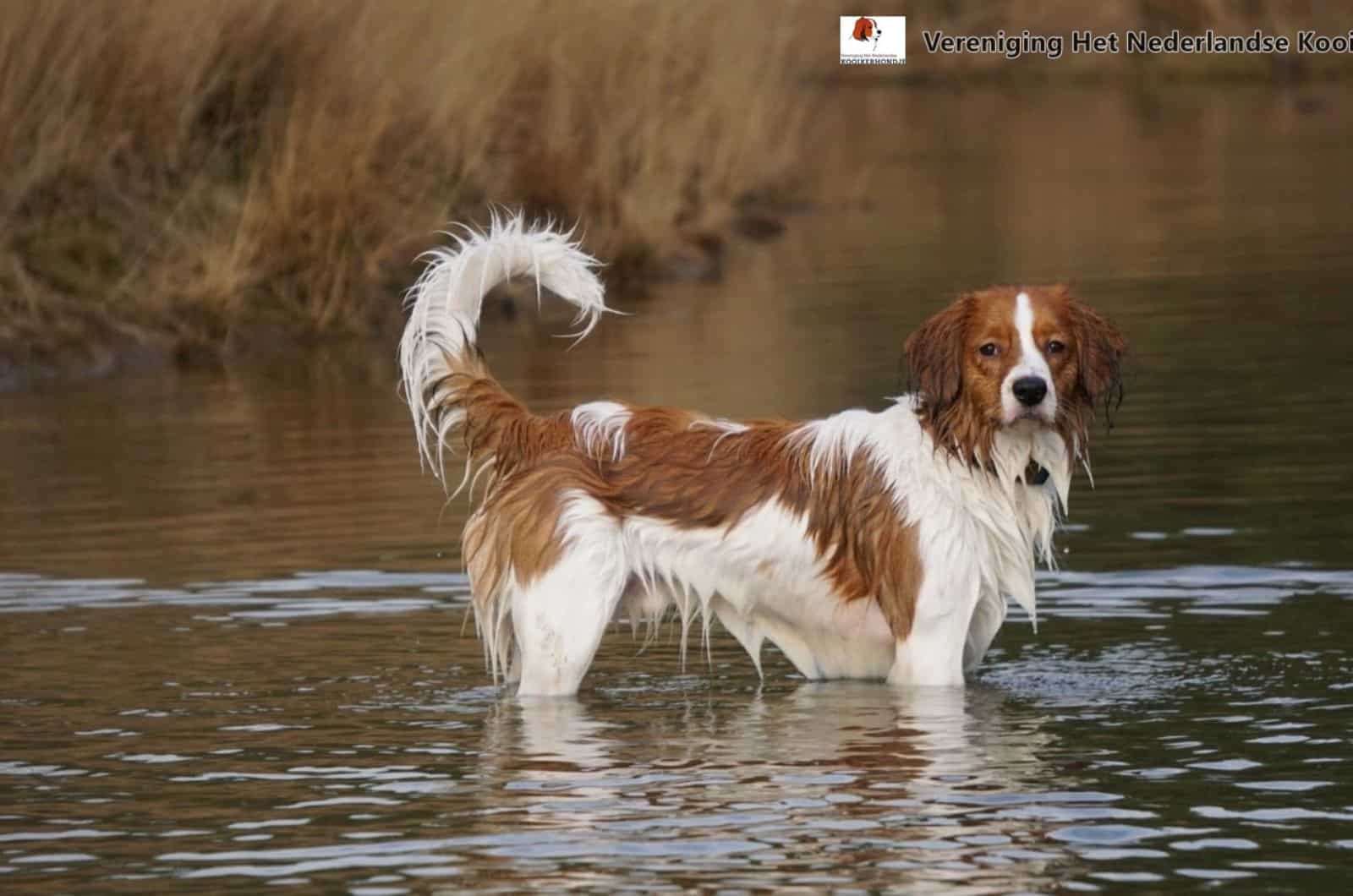 nederlandse kooikerhondje dog standing in the water